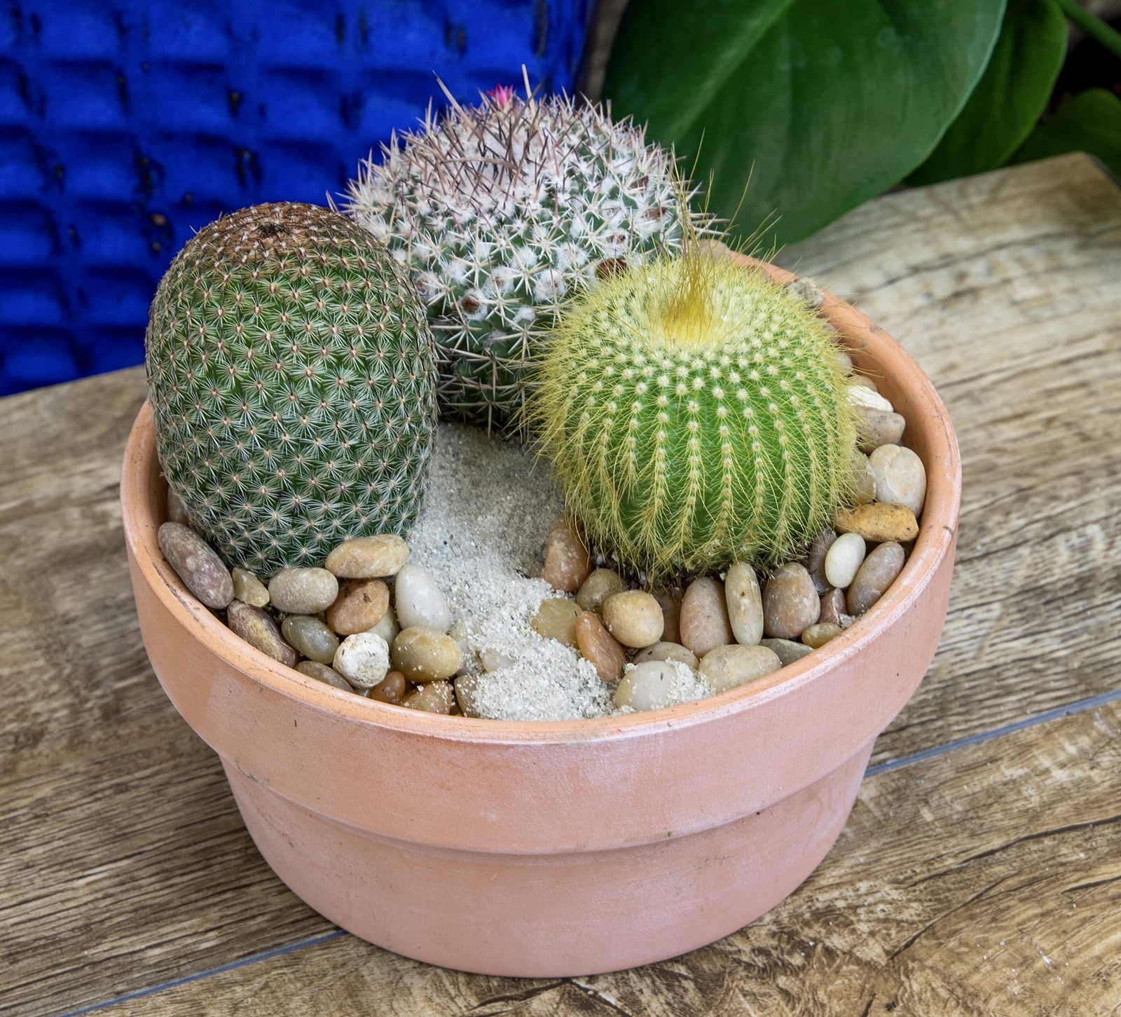 , Assorted Cactus Plants Live Cactus Decor (4PK), Cactus Plant Live Succulent…
