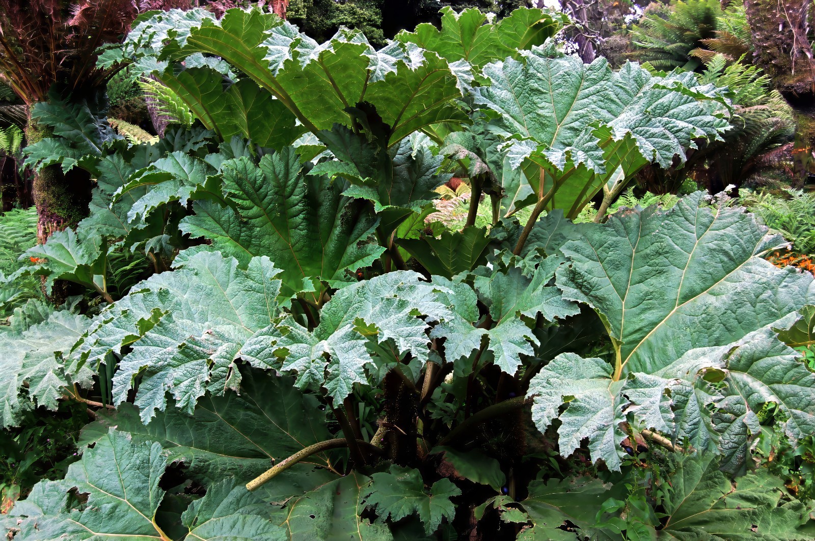 GUNNERA MANICATA SEEDS “Dinosaur Food” Giant Hardy Exotic Flower Plant RARE!