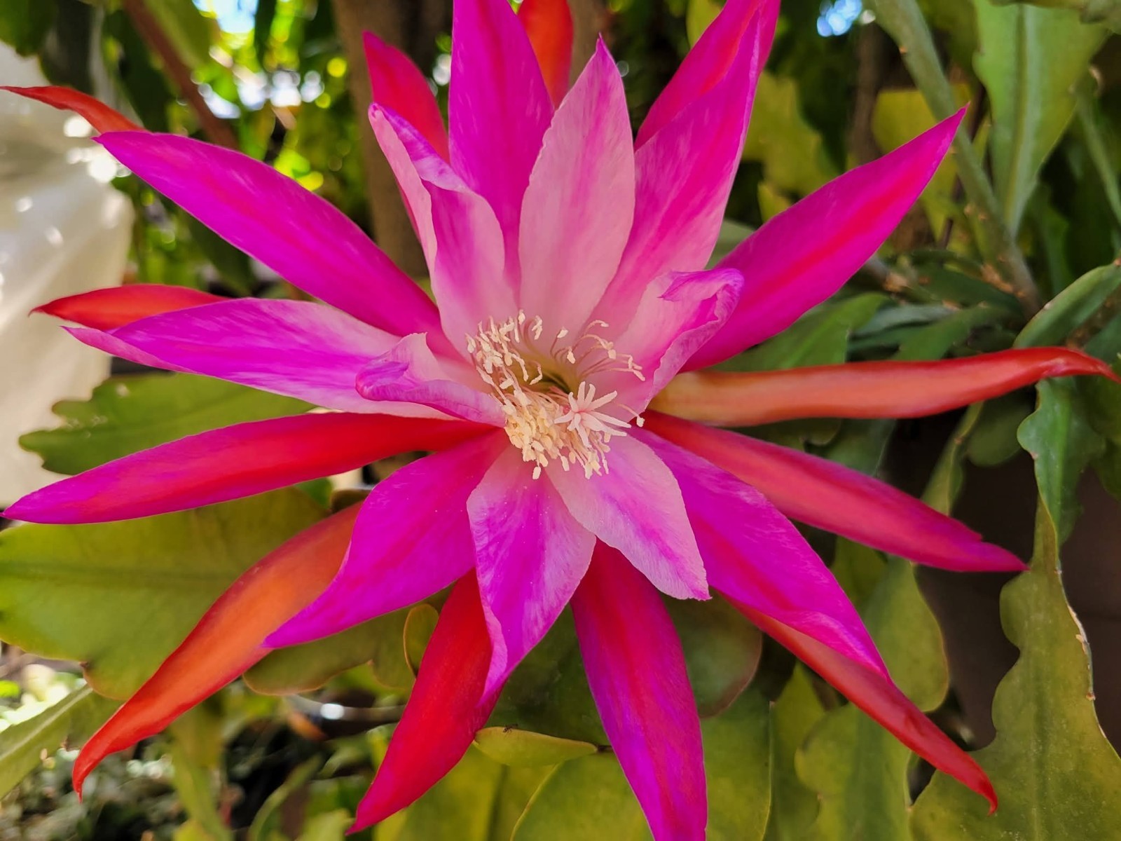 Indian Warrior Epiphyllum Unrooted Cuttings – 8 to 10 inches long