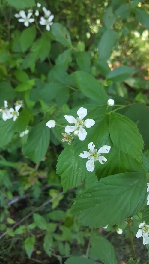 3 Wild Blackberry Bush Edible Berries Fruit, uncultivated, Rubus Fruiticosus