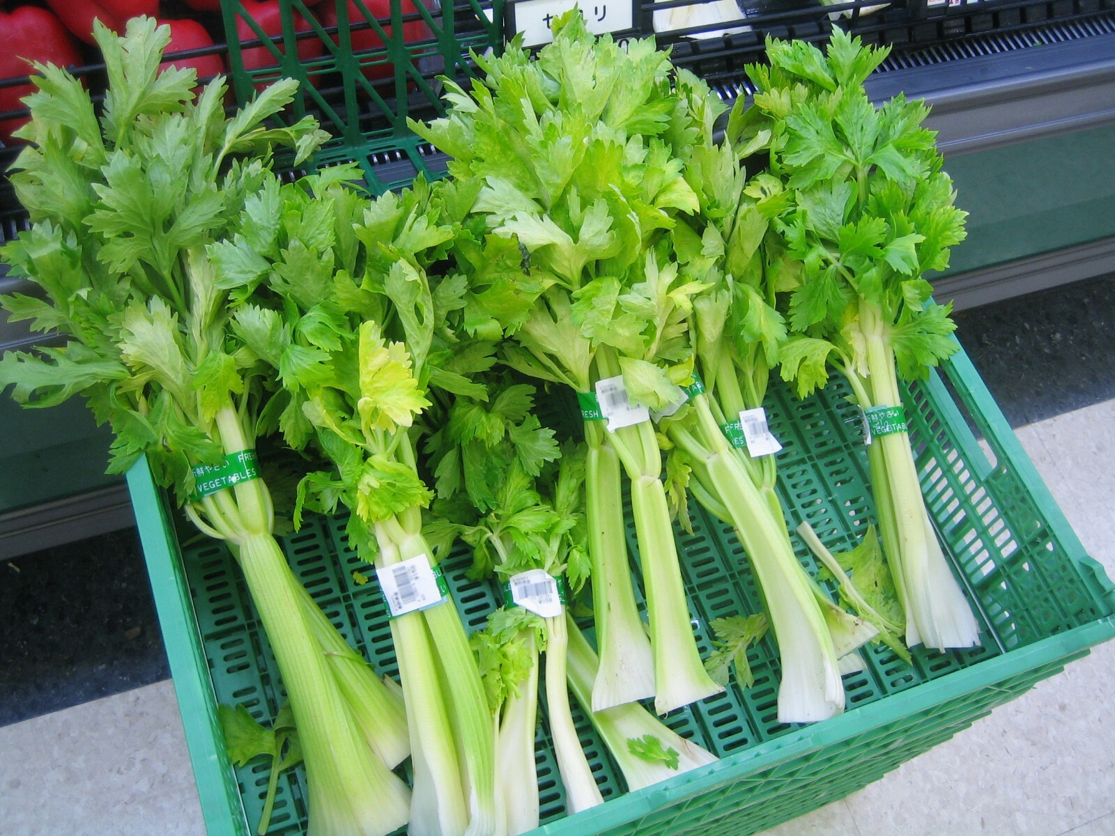1000+ Tendercrisp Celery Seed, Heirloom NON-GMO Fresh Seeds FAVORITE & FLAVORFUL