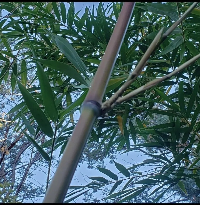 Bamboo Red Margin Phyllostachys Rubromarginata Bare Root Plant Rhizome Privacy
