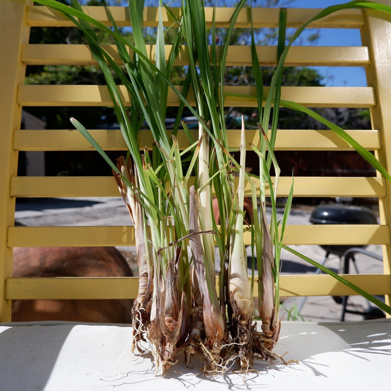 4 Live Rooted Lemongrass Organic Plant Stalks
