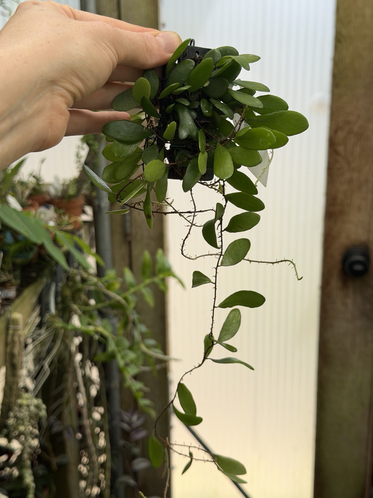 Pyrrosia Piloselioides Rare Epiphytic Fern. Very Succulent Foliage!
