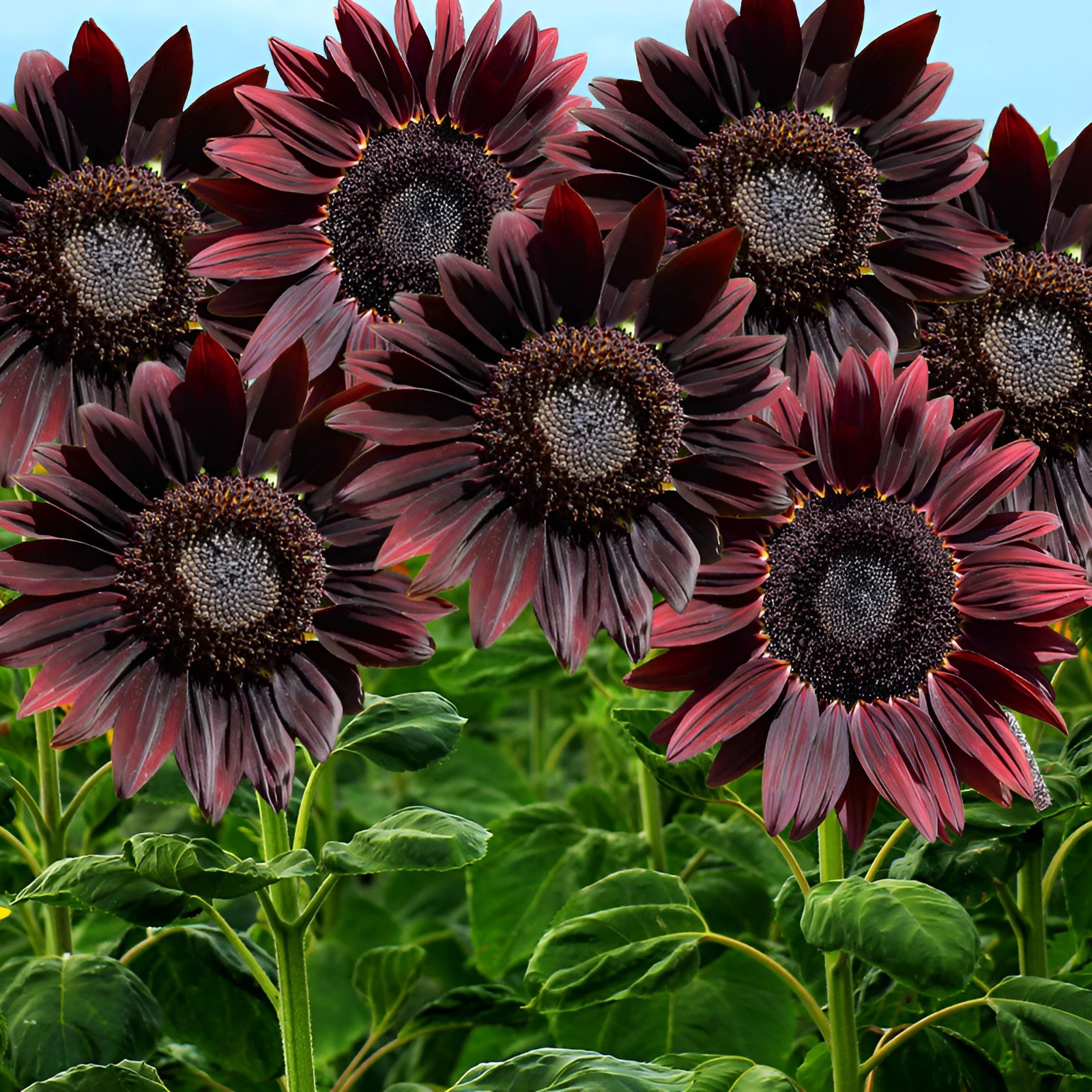 50 Chocolate Cherry Sunflower Seeds – Deep Red to Chocolate Blooms – Stunning!!