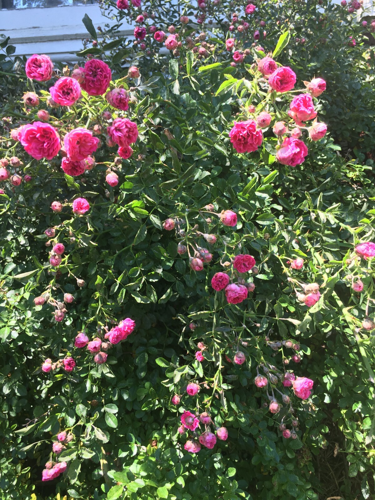 8 Unrooted Cuttings True Southern Old-Fashioned Running/Climbing Roses Heirloom