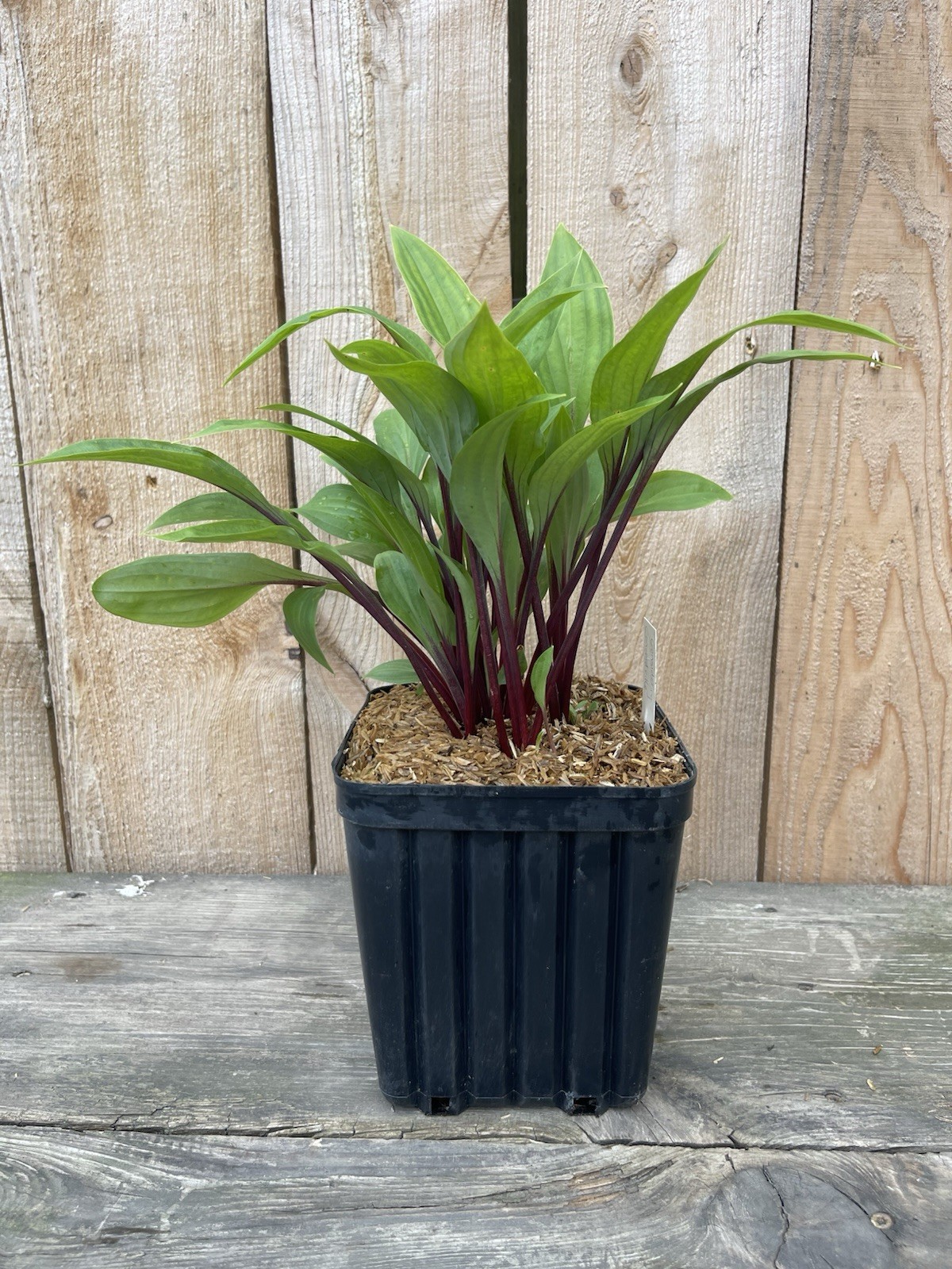 Hosta ‘Considering Concordville’ Plant 1gal Pot Upright Leaves Deep Red Stems!!
