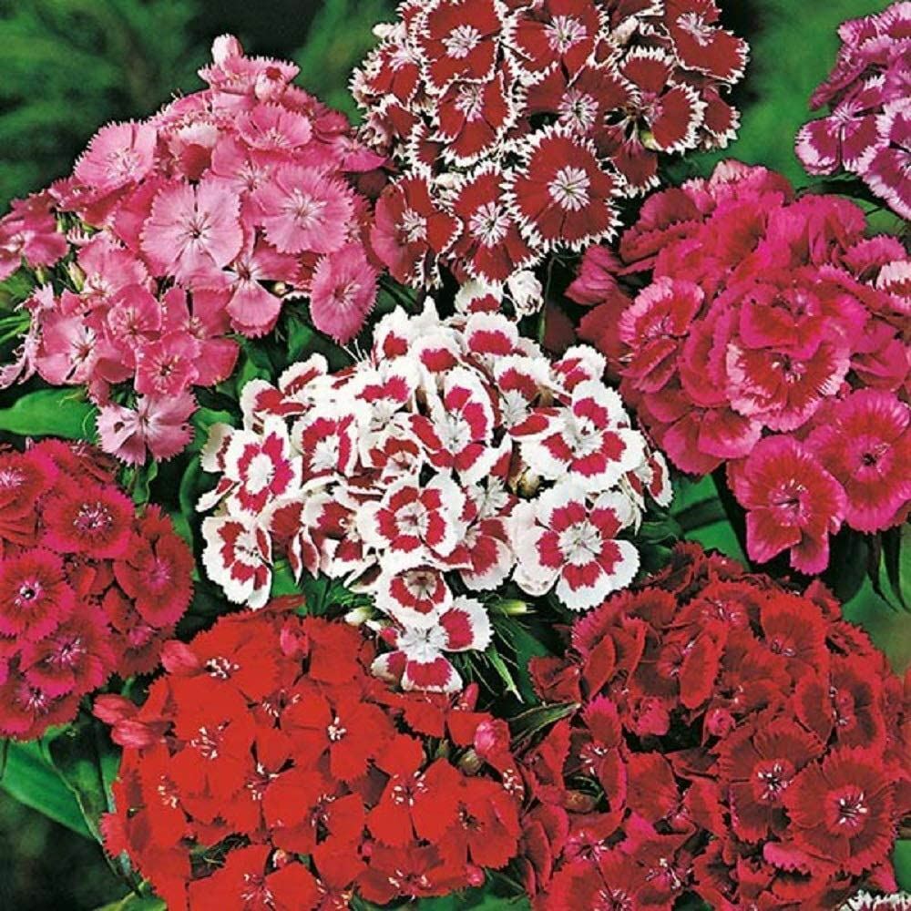 Sweet William Flower Seeds,”COOL BEANS N SPROUTS” Brand. Non-GMO. Home Gardening