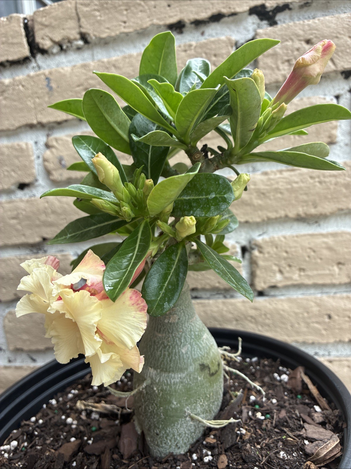 Beautiful Desert Rose Exotic Color Live Plant Soft Yellow With Double Petal Rare