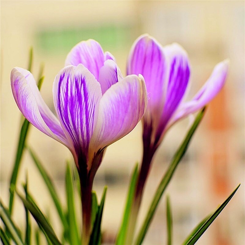 20 EXOTIC RARE CROCUS SEEDS for garden flower beds plant bush USA SELLER USPS