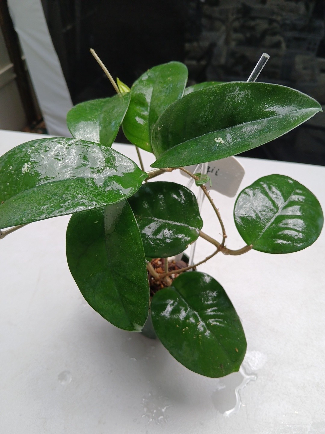 #379- HOYA FUNGI I LIVE PLANT, LARGE LEAF, LARGE PLANT,