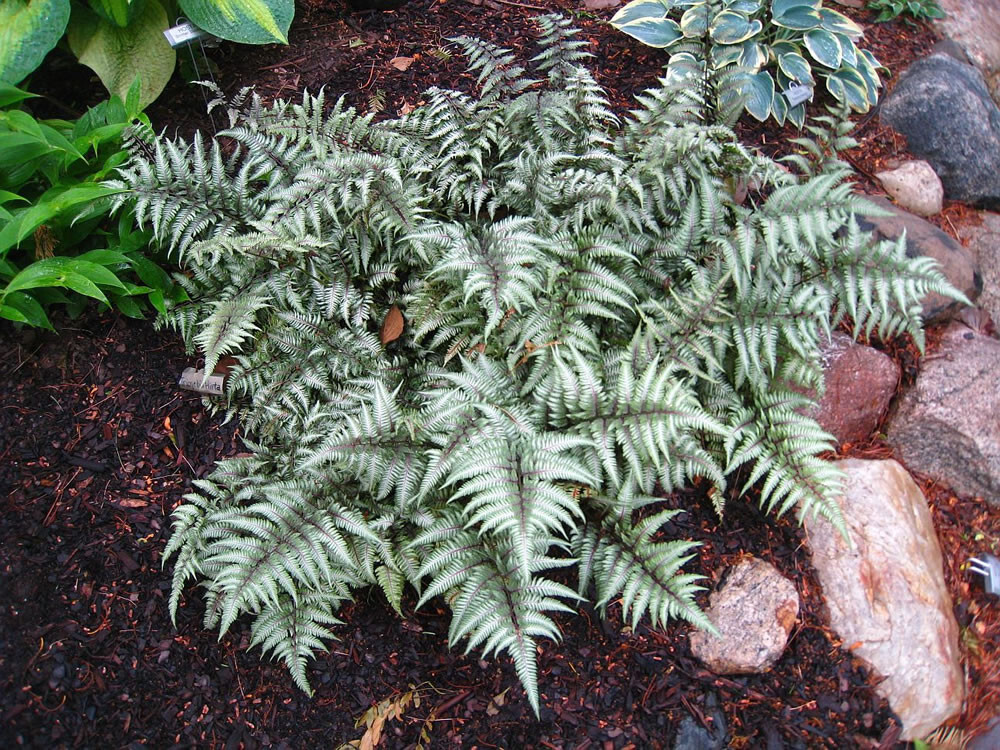 Japanese Painted Fern Athyrium 15 Plants in 3-1/2 Inch Pots