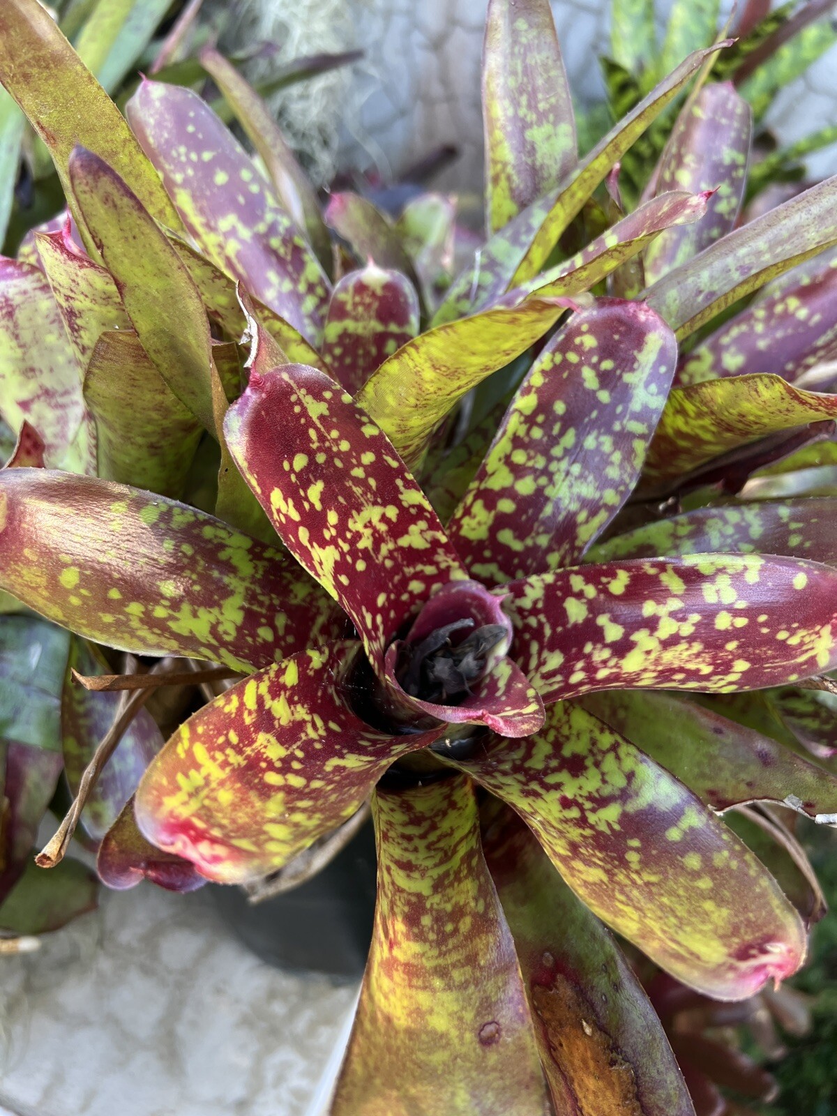 2 pups Exotic TROPICAL LANDSCAPE PLANT Pup Bromeliad colorful -unbranded