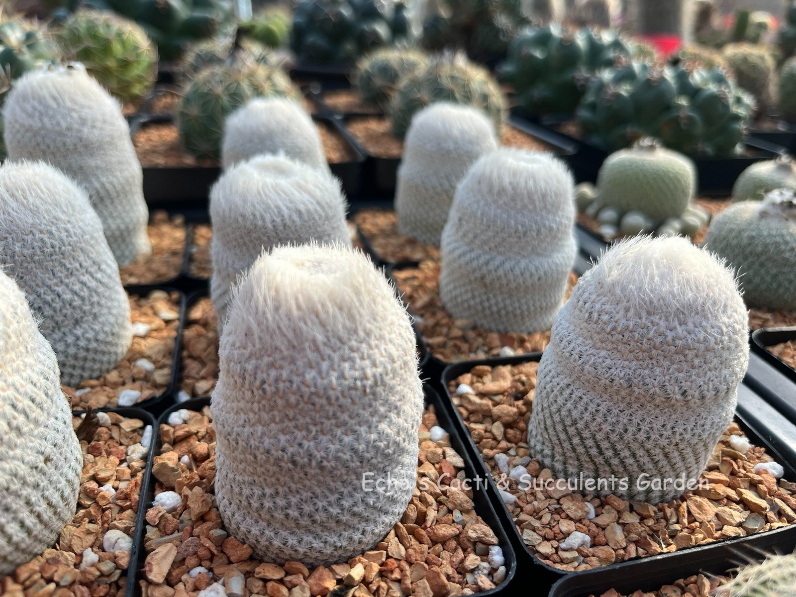 Cactus- Epithelantha bokei (pink fl. 3″ tall and large plants)