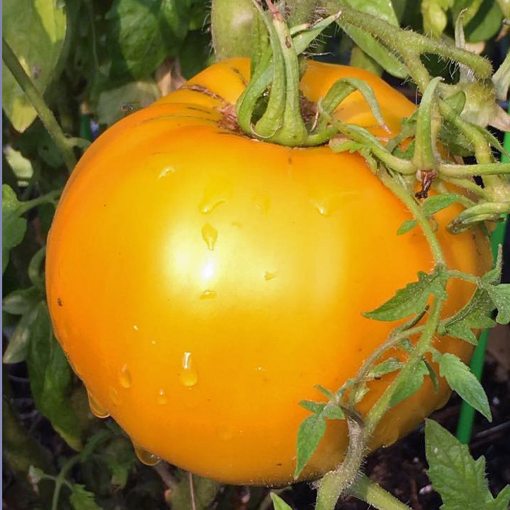 GOLDEN JUBILEE HEIRLOOM TOMATO LIVE STARTER PLANTS ABOUT 4-6 INCHES SET OF 2