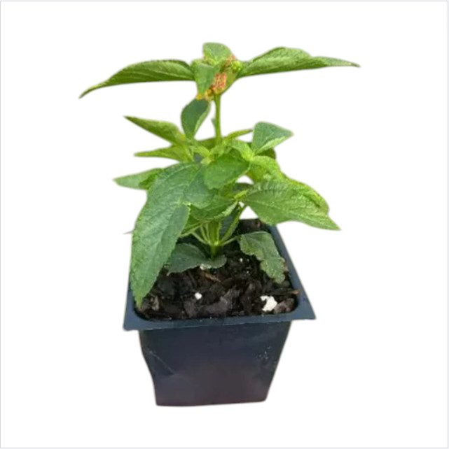 Lantana Purple Live Plant for Planting Lantana Plants Live, 4-6″Tall Ship No Pot