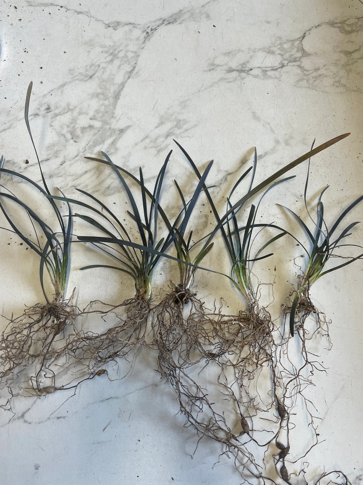 15 Black Mondo Decorative Grass Plants Bareroot