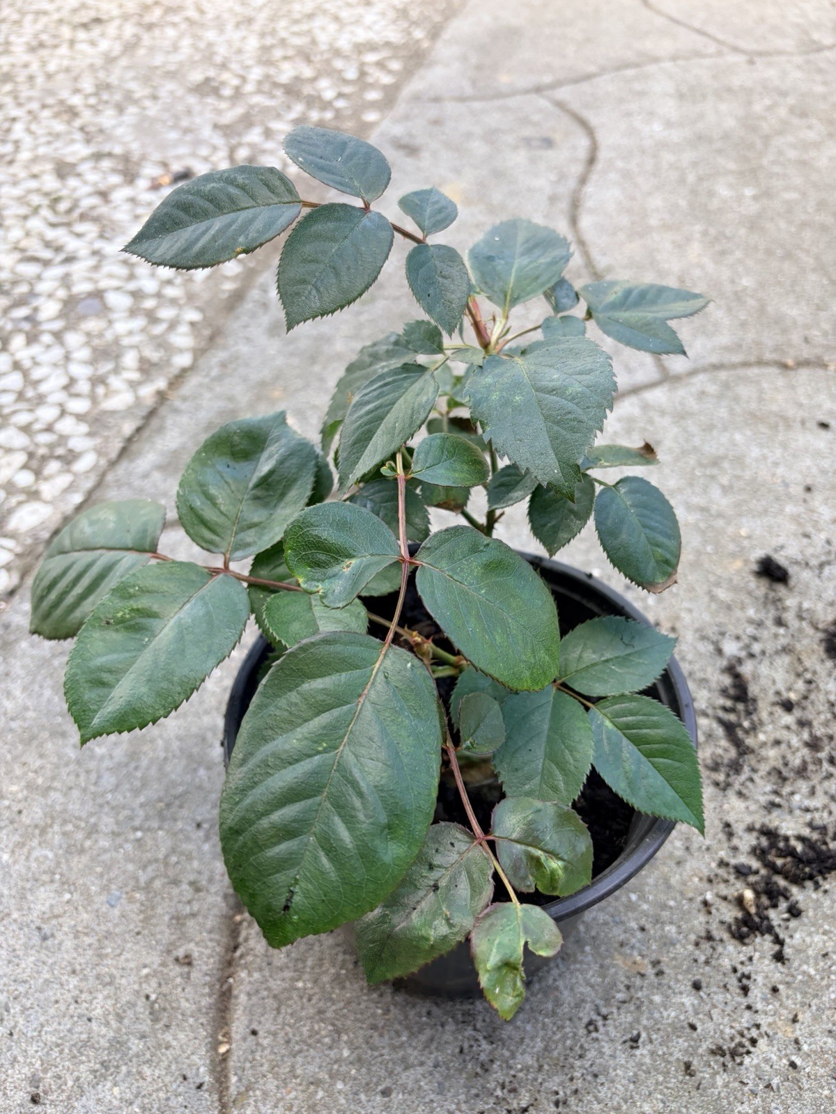 Olivia Rose Austin – Fragrant Pink English Rose with no pot!