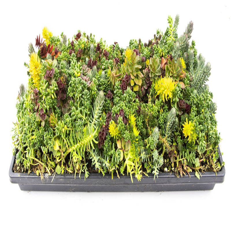 Live Sedum Succulent Mat 10 In. By 20 In. Plant Tray For Landscaping Stonecrop