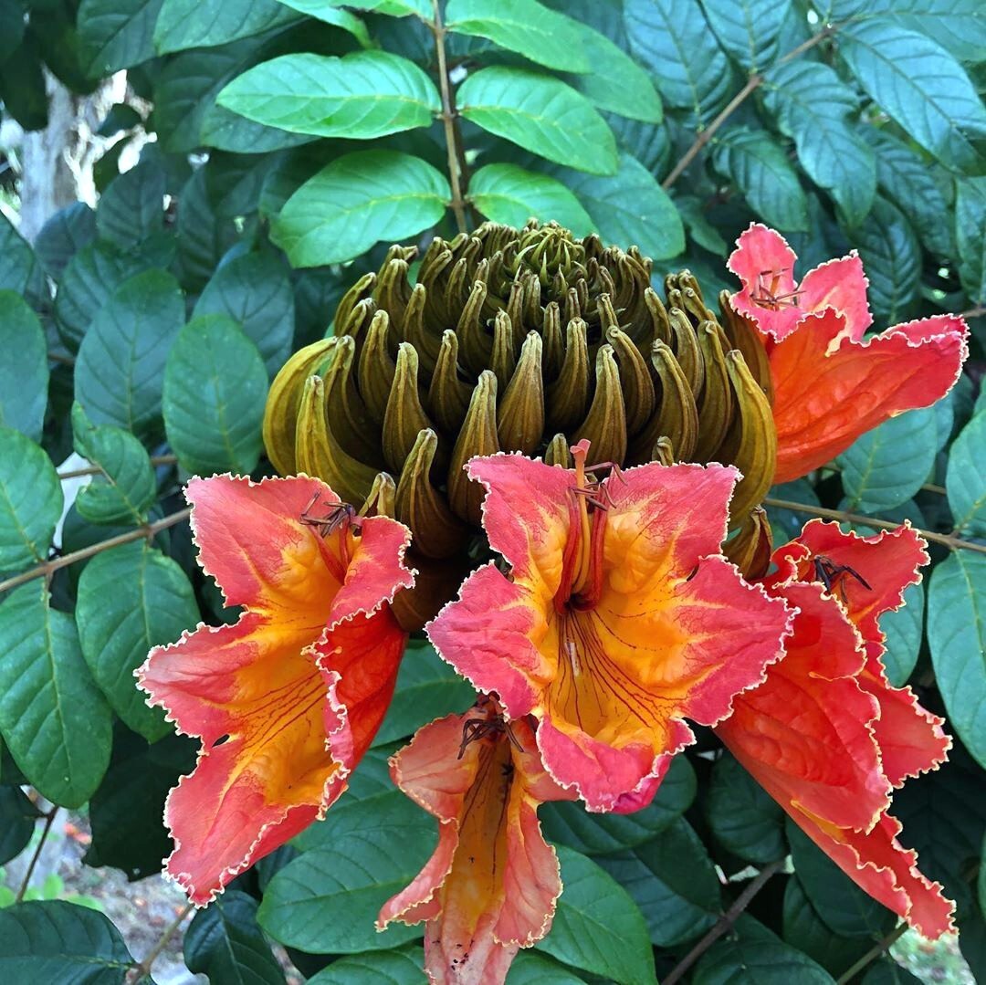 African Tulip Magnolia Flower Tree Seeds Spatho. campanulata Flame of The Forest