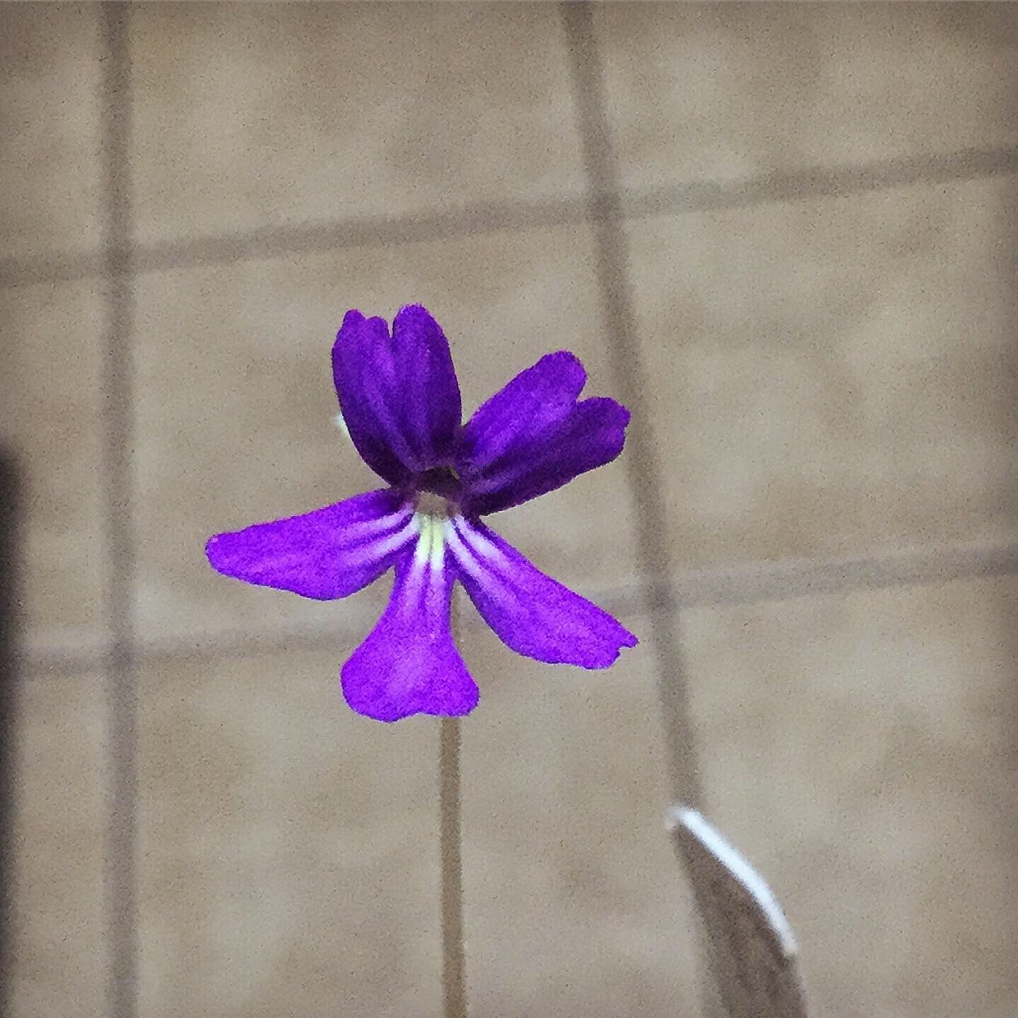 Pinguicula moranensis ‘Huahuapan’ x emarginata, HC A, Carnivorous Butterwort