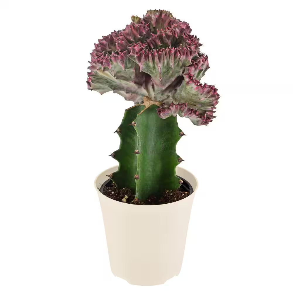 4 In. Light Purple Marmaid Tail Coral Cactus Live Indoor Plant in Beige Plastic