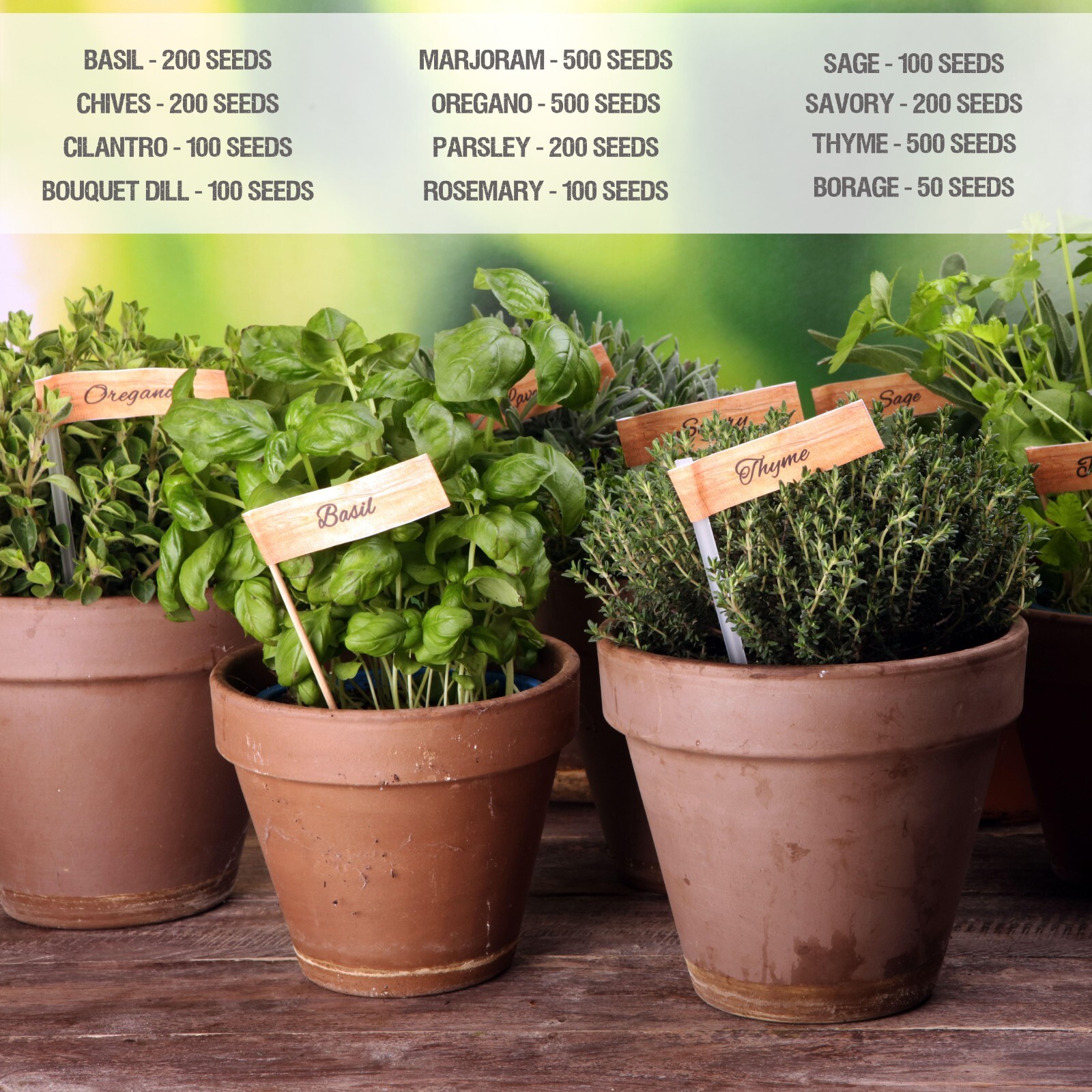 Culinary Herb Seed Collection for Planting an Indoor / Outdoor Herb Garden