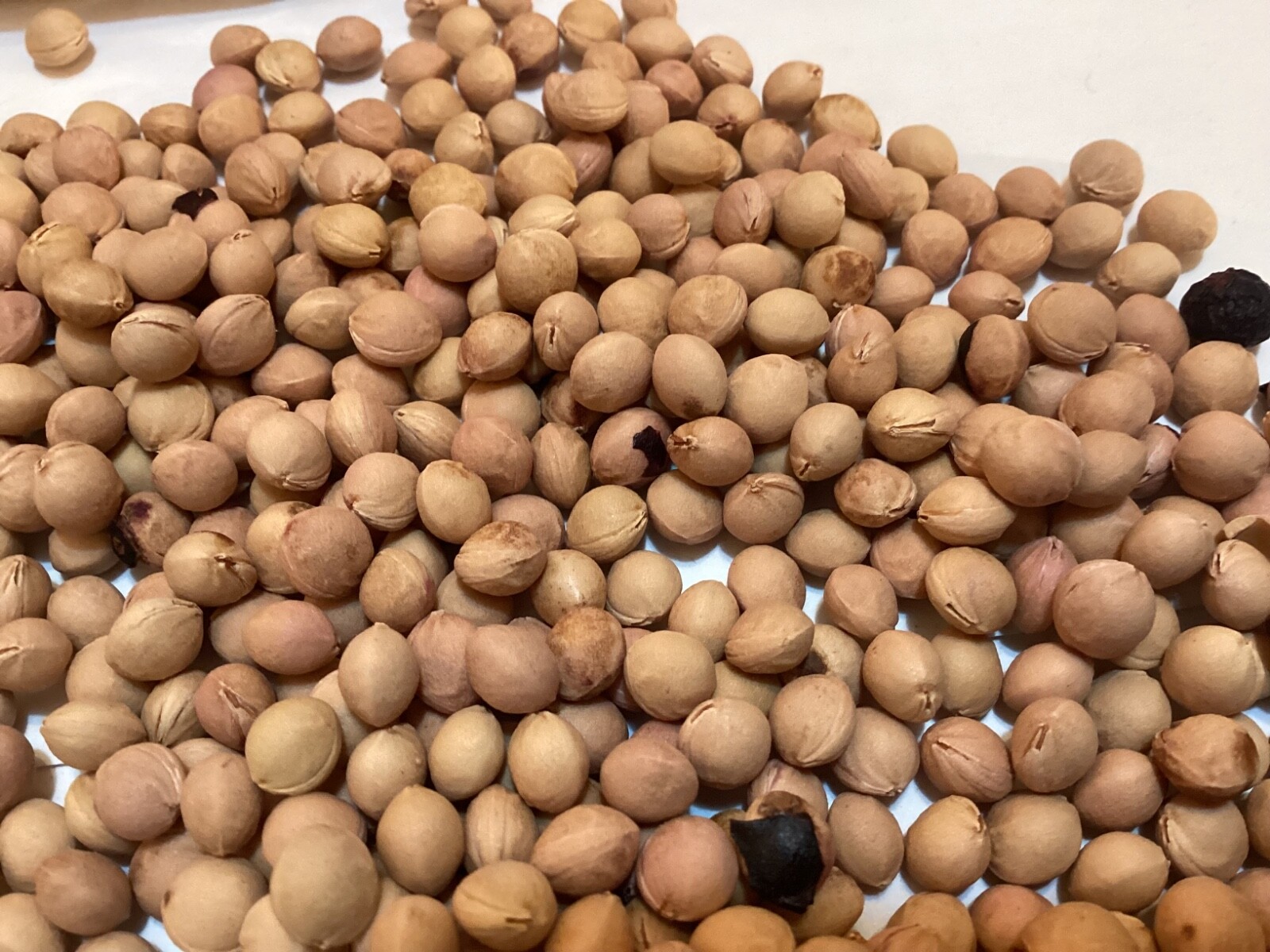 Black cherry tree seeds (prunus serotina)