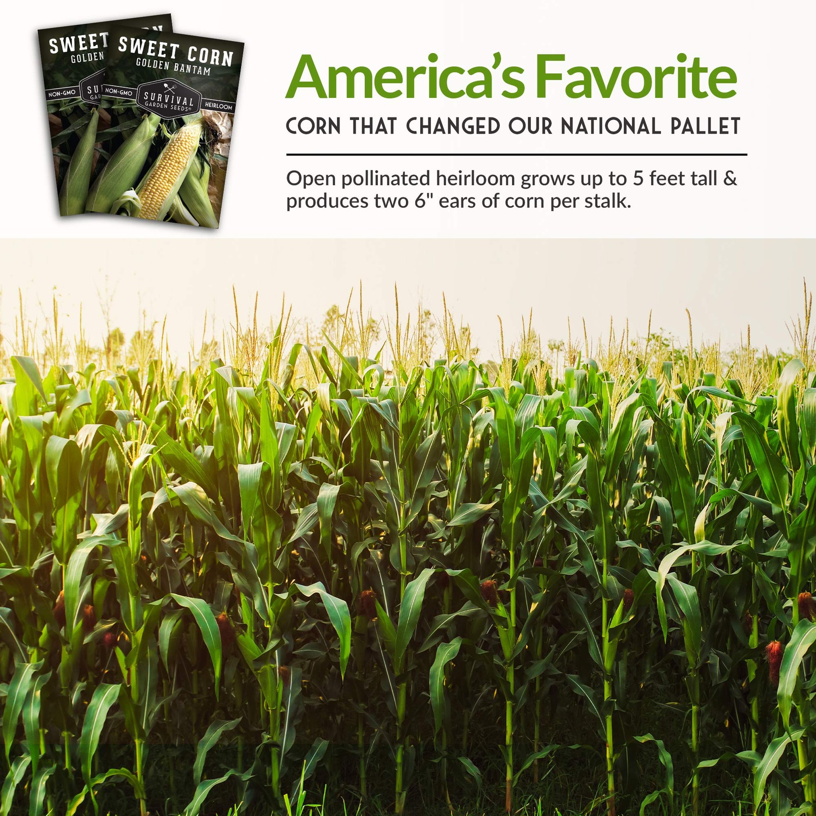 Golden Bantam Sweet Corn Seed for Planting – 1 Pack with Instructions yellow