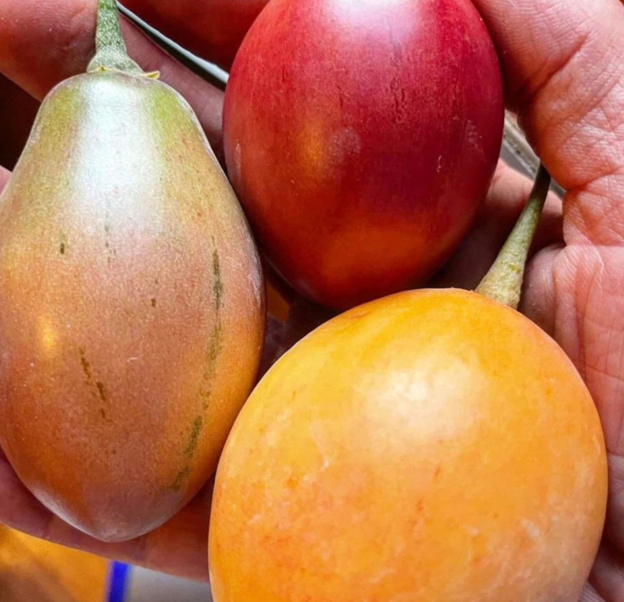 Mixed pack of 6 cuttings of Tree tomato, Solanum betaceum. Red, orange, yellow.