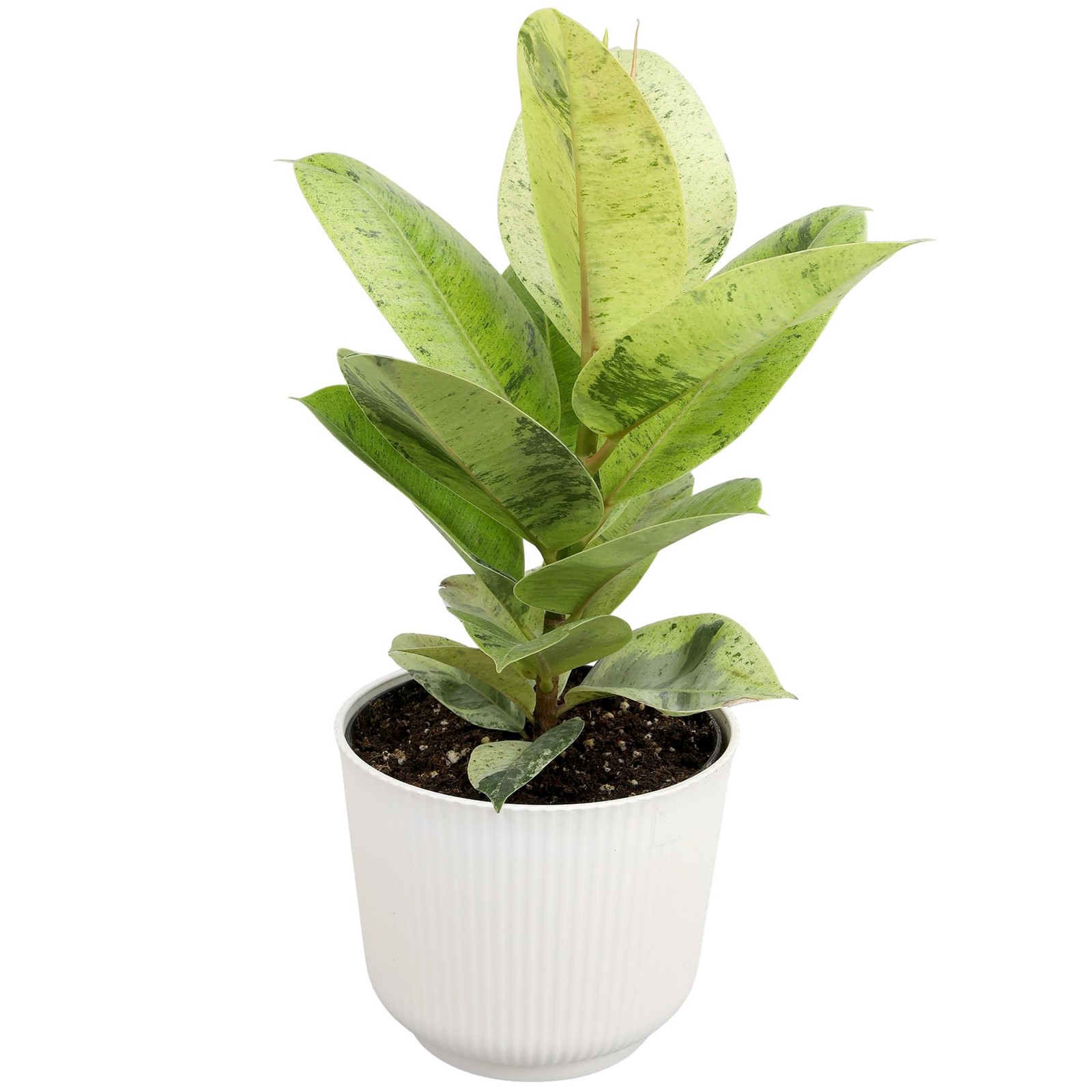 Ficus Shivereana Moonshine Rare Rubber Trees Unique Live Houseplant Decor In 6