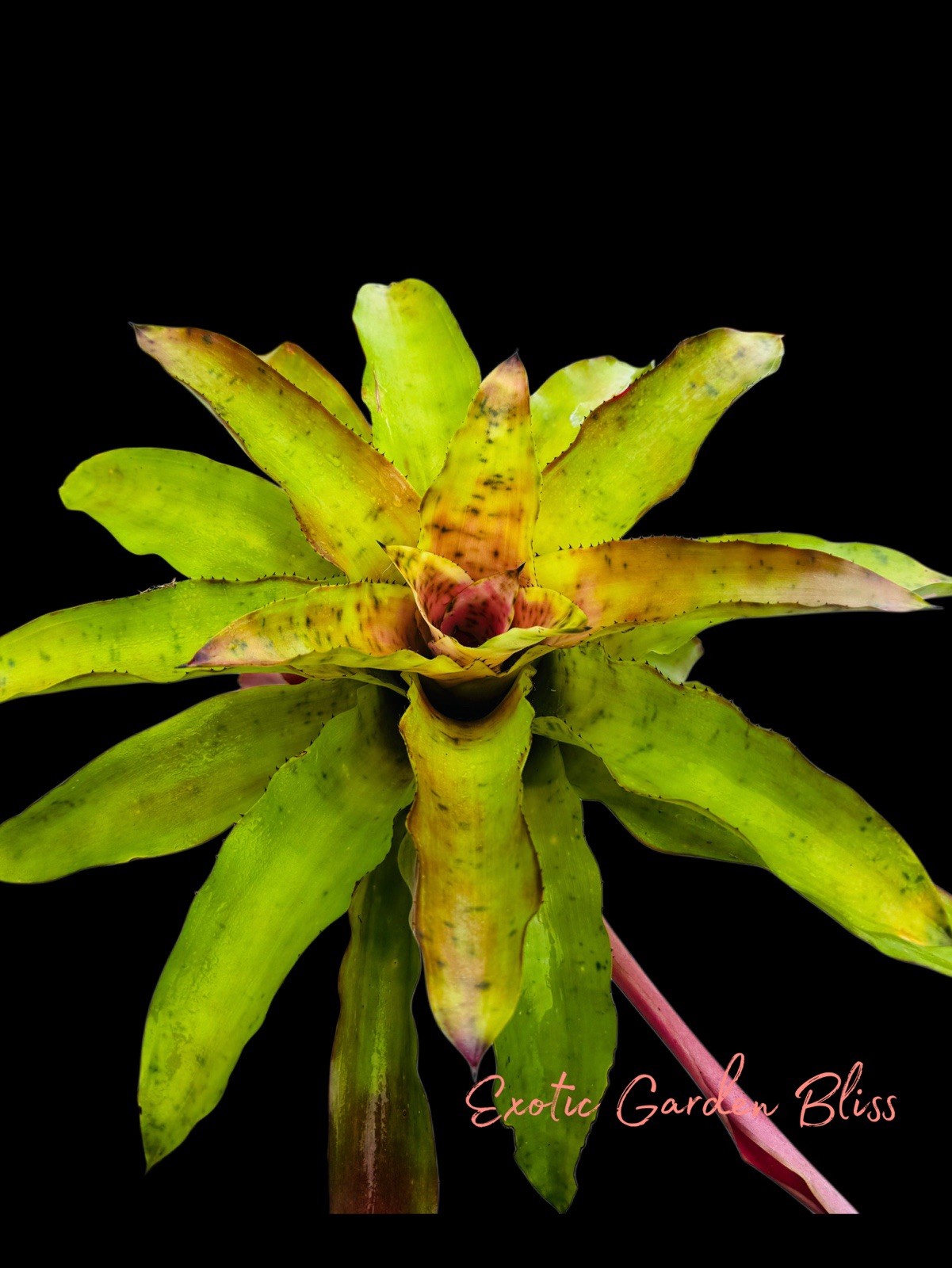 BIG !! Aechmea PECTINATA Rosette BIG Young Adult Bromeliad Plant