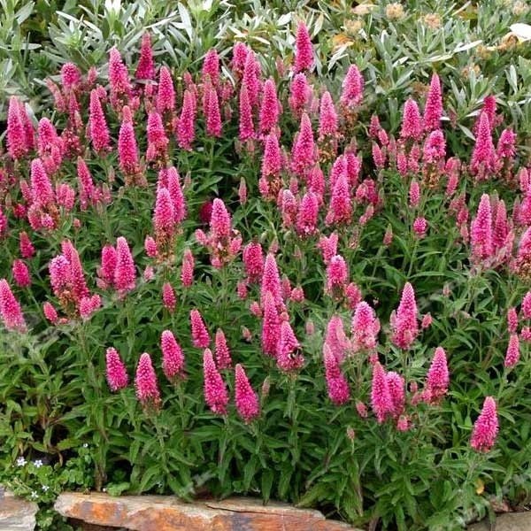 200 Seeds Veronica Spicata Pink Goblin Garden Spiked Speedwell Flower Seeds