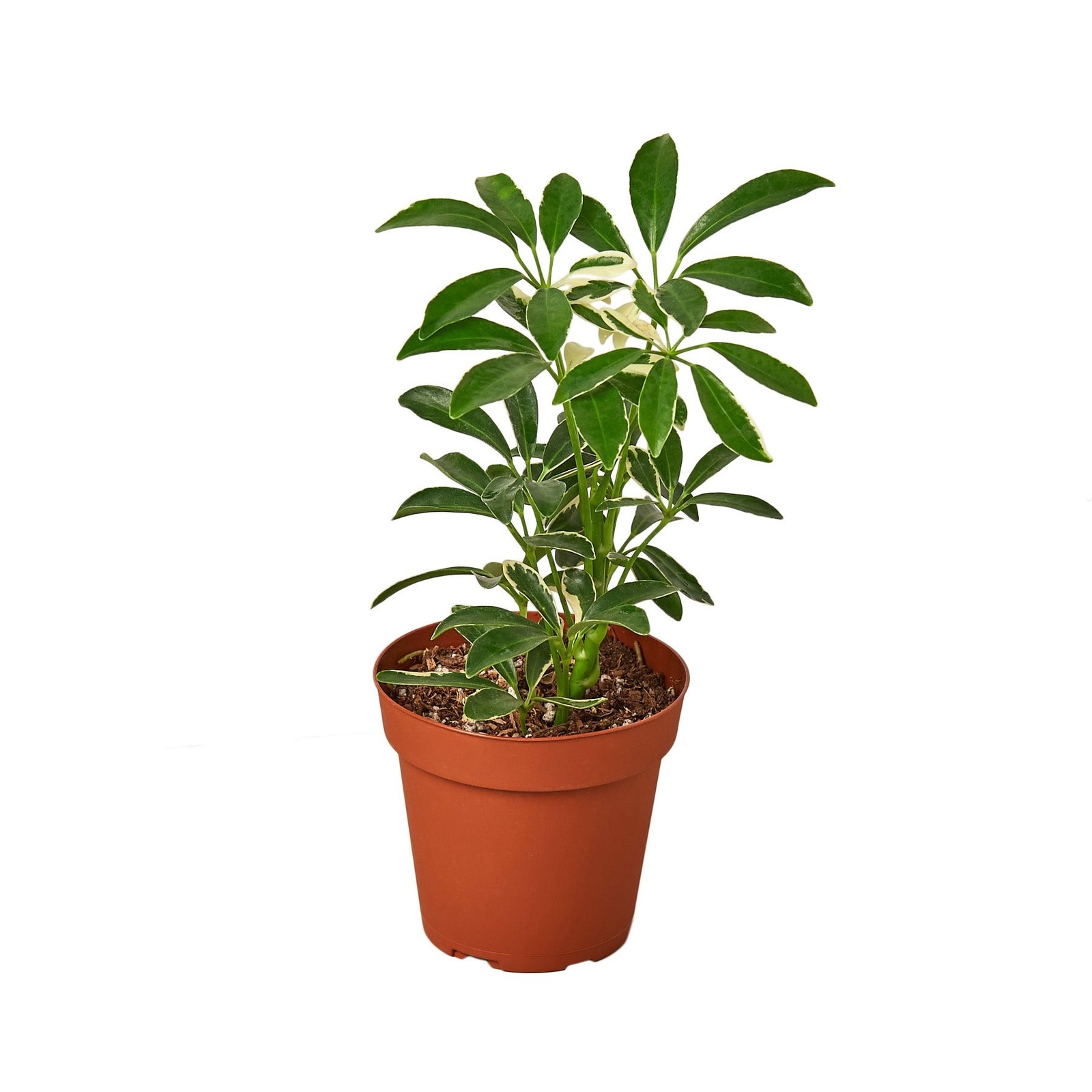 Schefflera Moonlight Umbrella Plant • Variegated Yellow Green Leaves • 6″ Pot