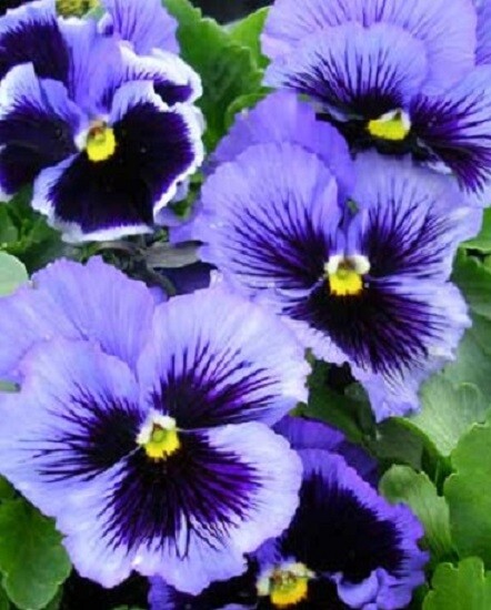 MPB#3 Pansy Seeds Frizzle Sizzle Blue 50 Pansy Seeds FLOWER SEEDS