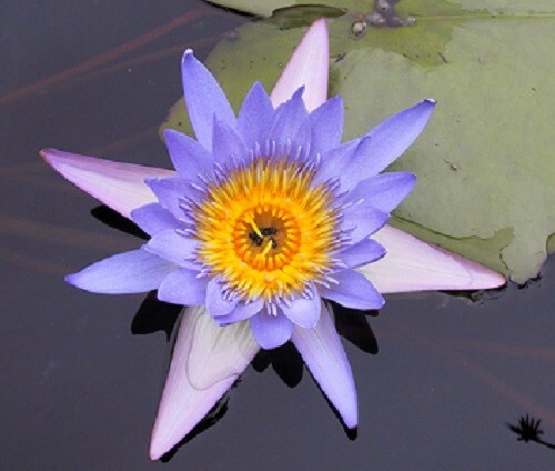 Nymphaea caerulea Blue Water Lily 10 seeds