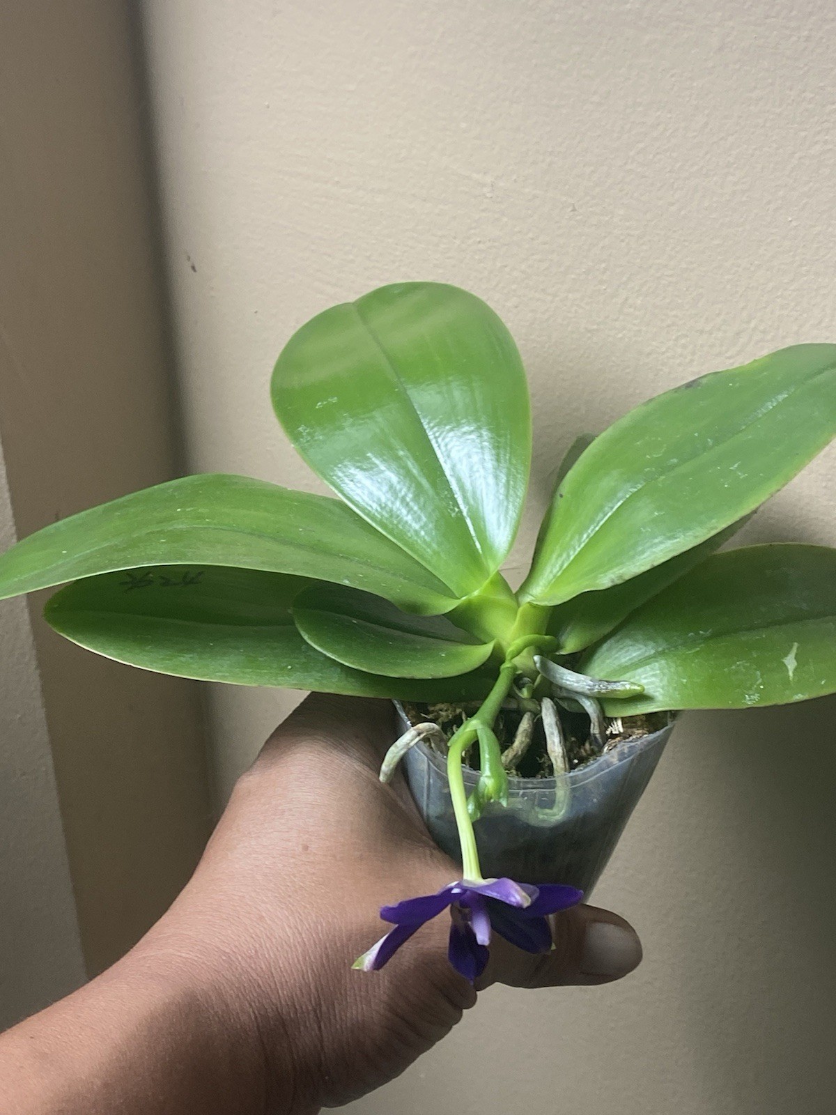 Original Phal Phalaenopsis Lioulin Blue Eagle x Lioulin Blue Jaguar ’19 FRAGRANT