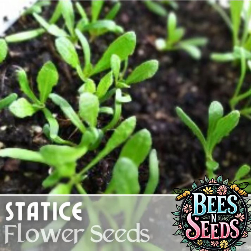 Statice Seeds – 85 Seeds – Cottage Mix – Flower Seed Flowers Garden Non GMO