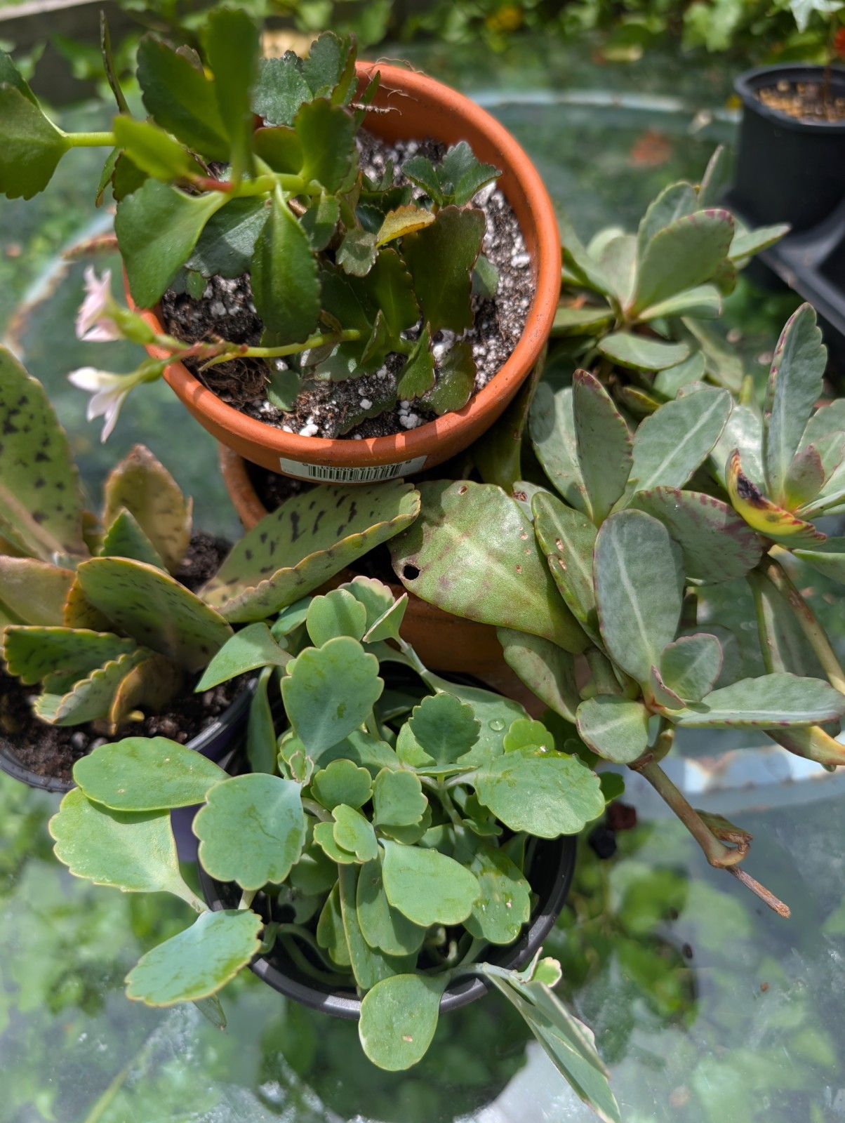 Kalanchoe Plant Bundle Lot Of 3 Different Species Live Rooted Plants Succulents
