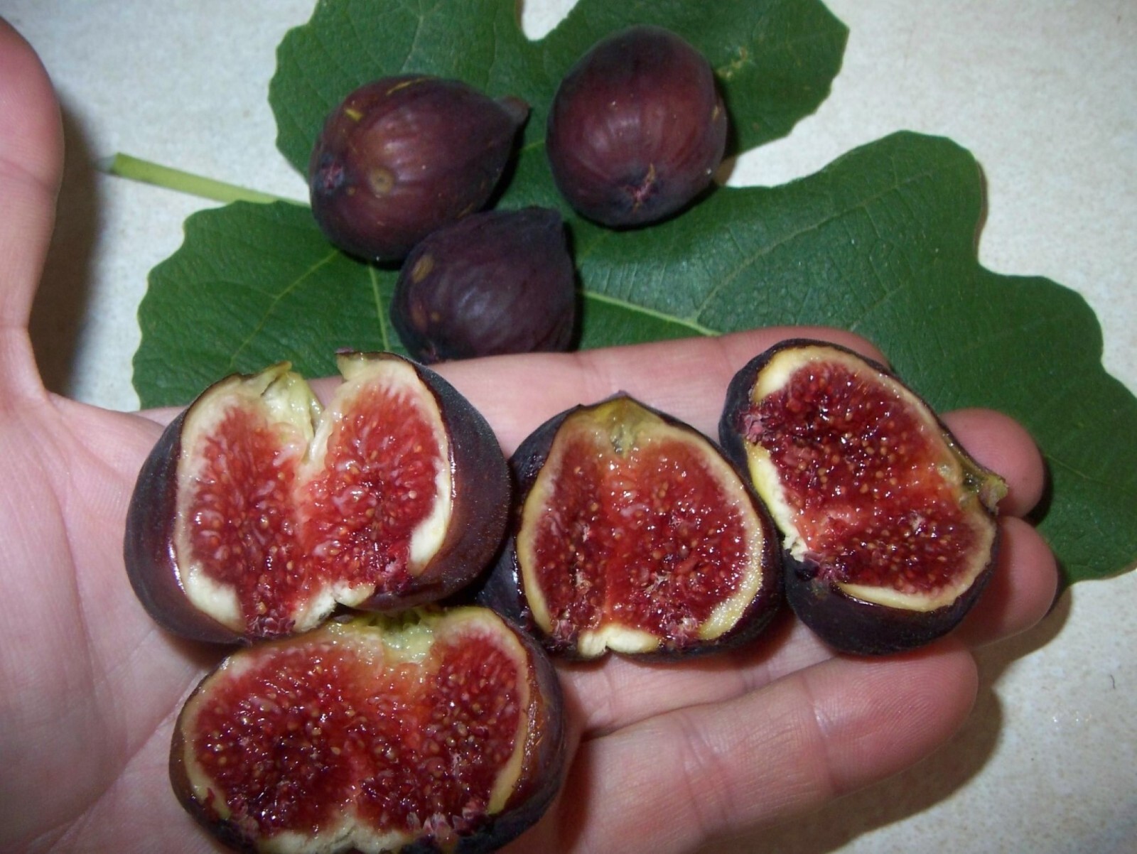 36-48″ tall Black Mission Fig Plant – Ficus carica tree
