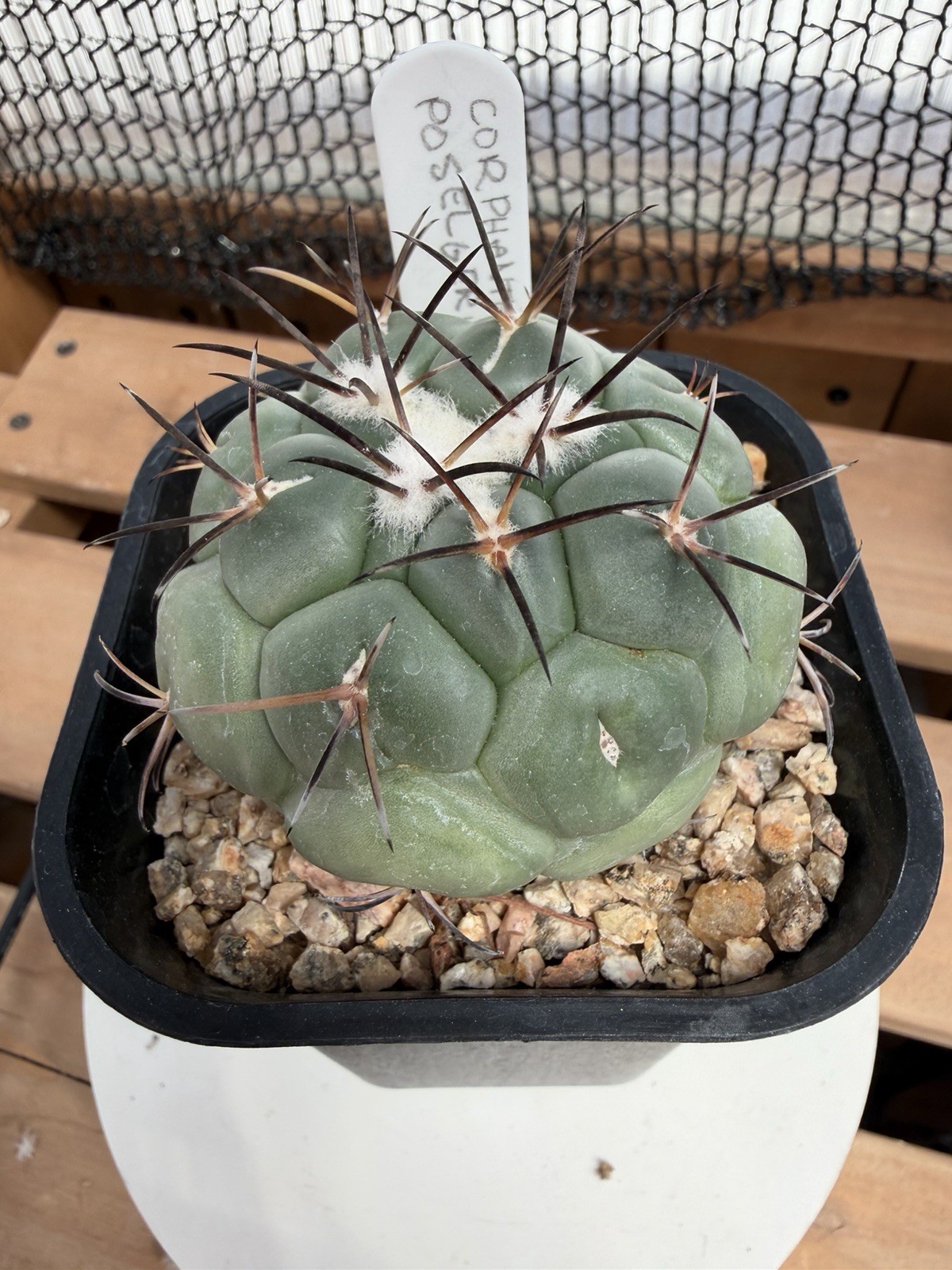 Coryphantha poselgeriana