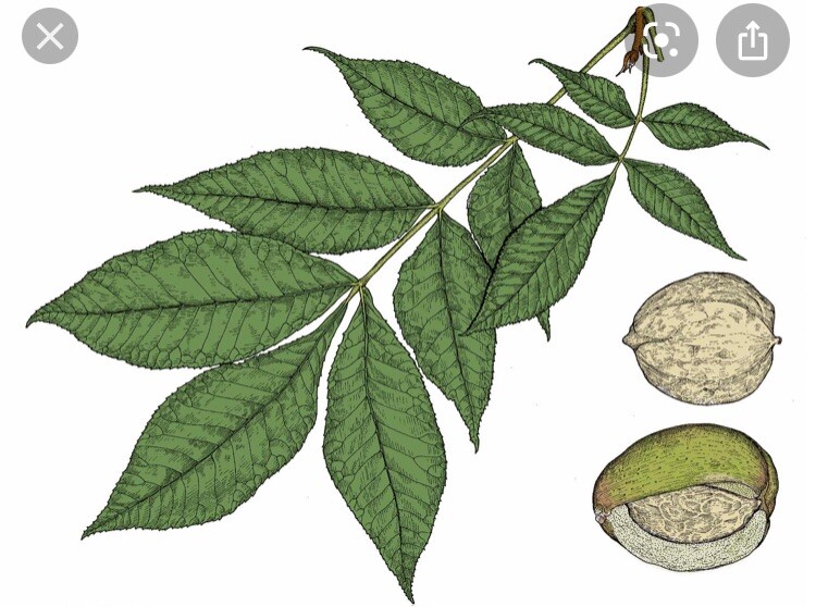 8-12” tall Shellbark Hickory (Carya laciniosa) tree plant