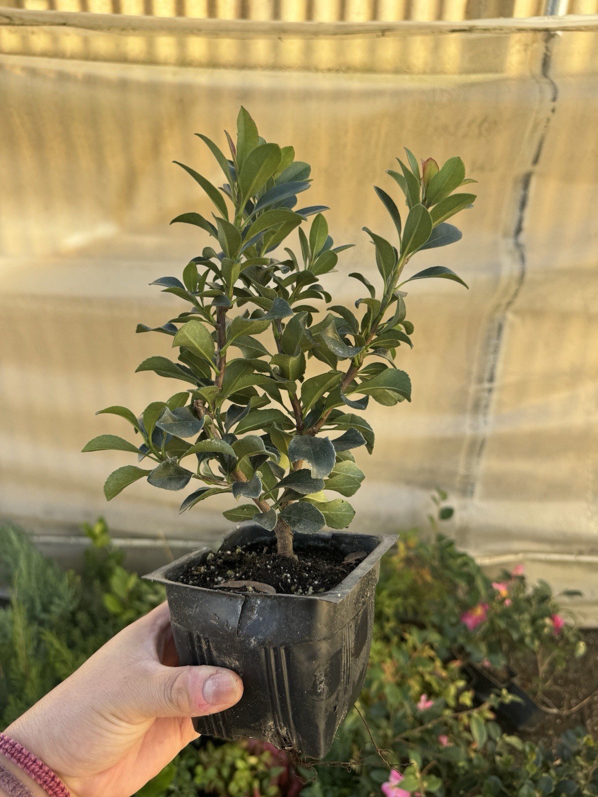 Dwarf Yedda Hawthorn Rhaphiolepis umbellata ‘Minor’, 4 Inch Pot