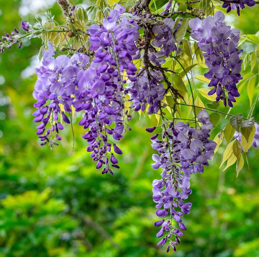 Purple Wisteria Tree – Live Plant in 2.5-Inch Pot (6–12” Tall)