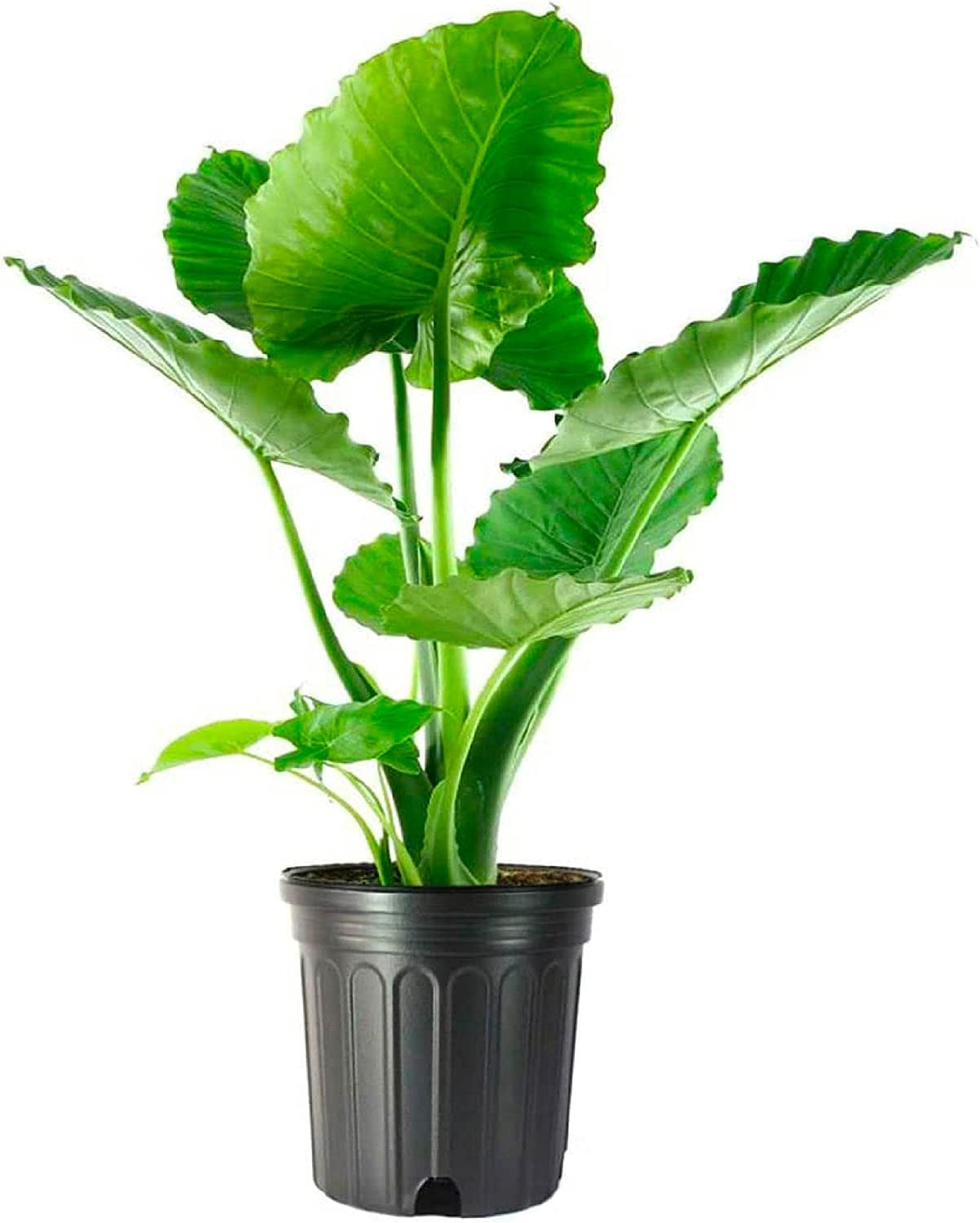 Alocasia Elephant Ear – 10-Inch Pot – Live Easy Care Tropical Houseplant, Bol…