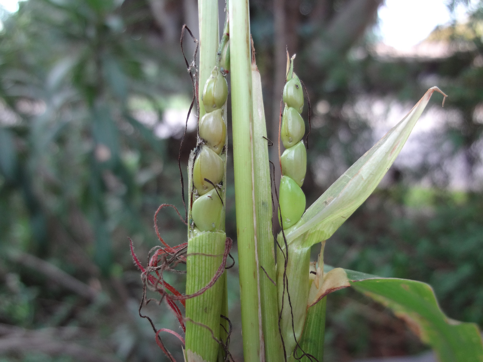 TEOSINTE Nitrogen-Fixing Corn Ancestor (Zea mays ssp. mex./parviglumis) SEEDS