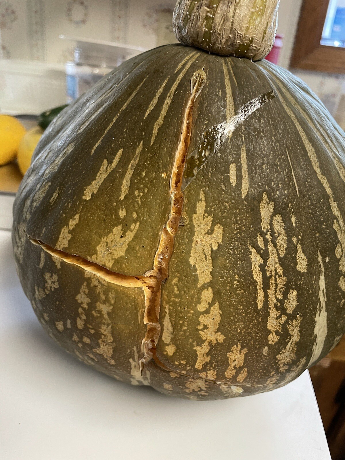 15 Lakota Squash   Japanese Kuri  Pumpkin  Squash  Seeds 2022 fall fresh seeds