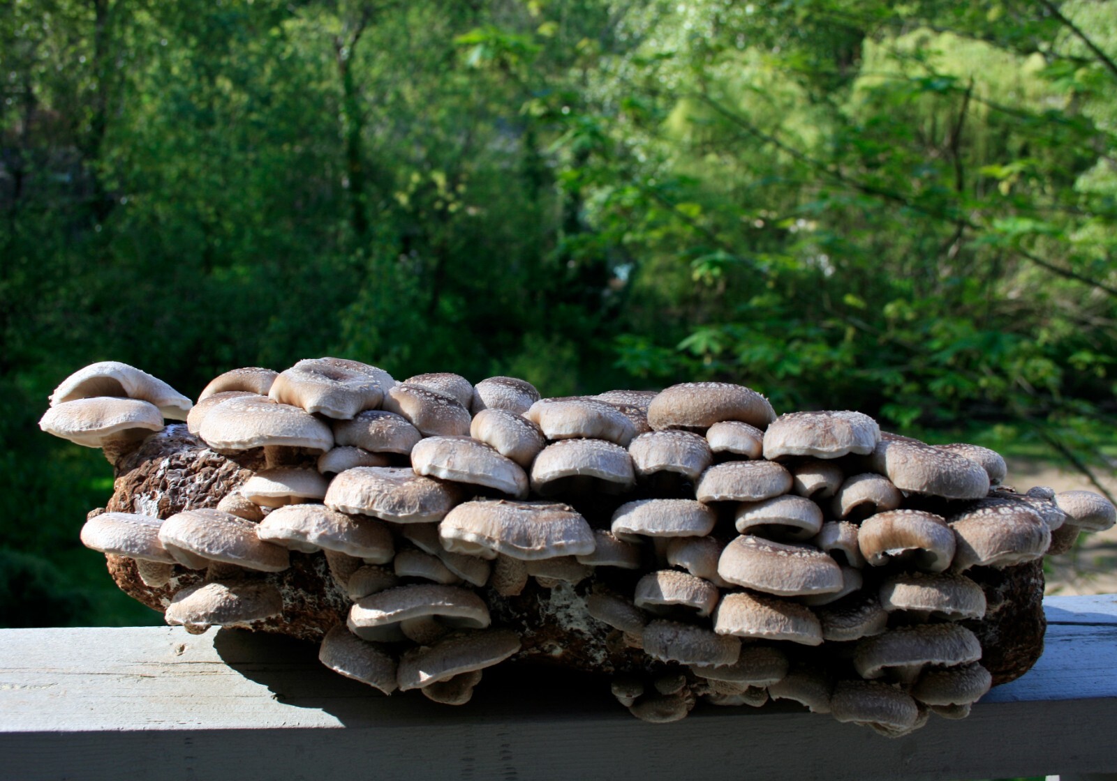 Root Mushroom Farm/Shiitake Mushroom Grow Kit/ Harvest in 10 Days