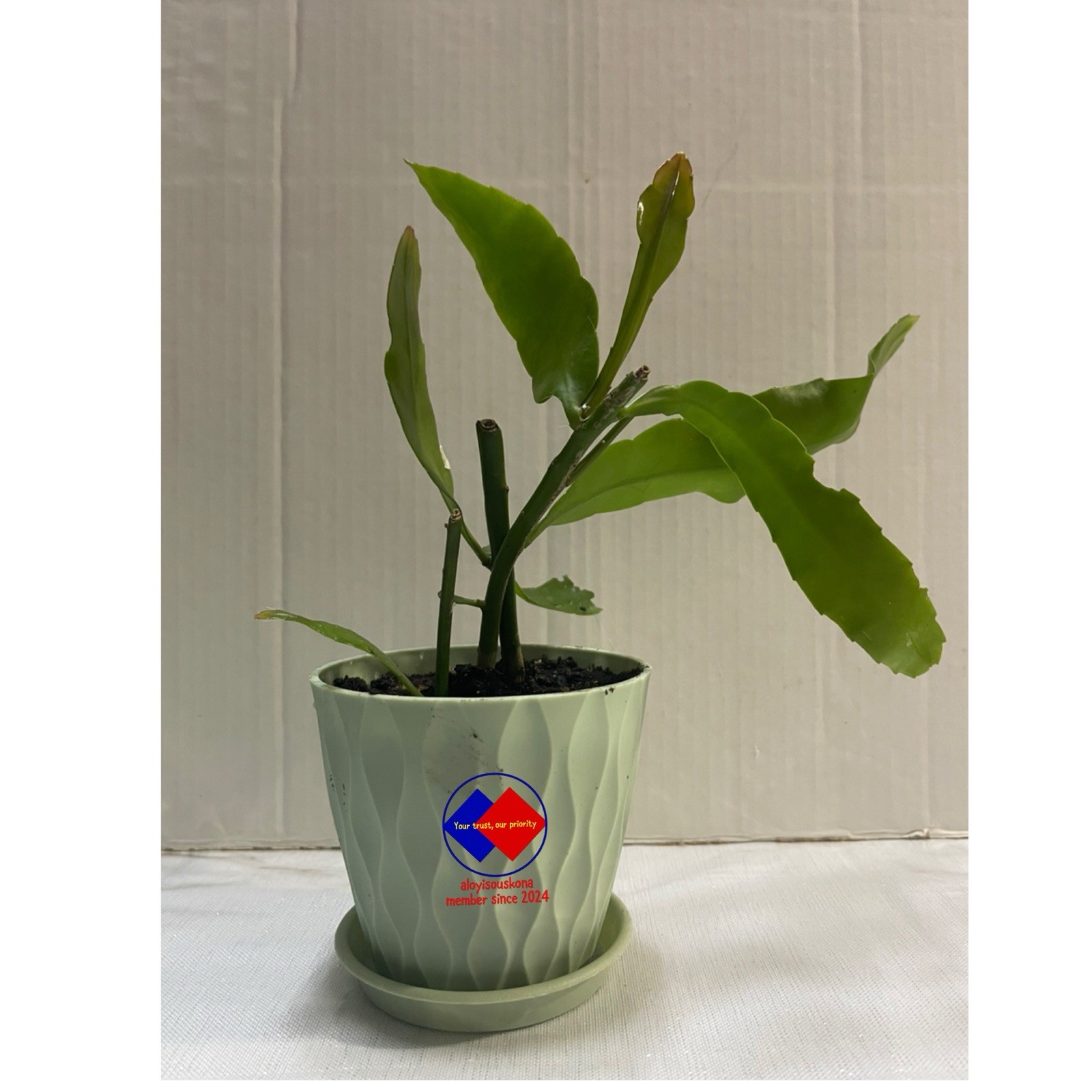 NIGHT QUEEN Jungle Cactus 3pc Well Rooted 3-4 in living plants With 4 in Pot