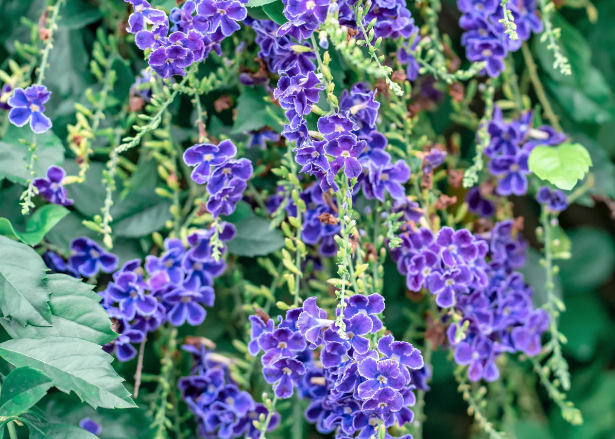 2 Live Blue Duranta Plants – 4–6” Tall – No Pot – Fast-Growing Flowering Shrub